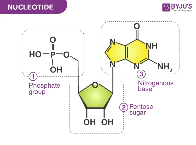 General structure of a nucleotide